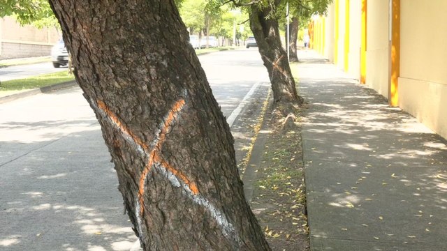 Estudio de la Universidad de Panamá detecta una gran cantidad de árboles enfermos en Panamá