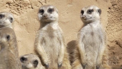 Fakta hewan meerkat: Hewan yang selalu suka berdiri