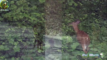 Majestic White-tailed deer  - Odocoileus virginianus -  Nature's Wonders