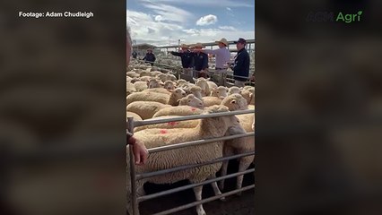New level reached for national lamb record at Forbes