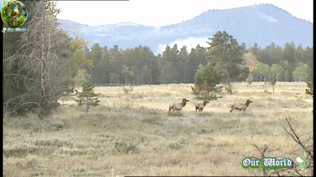 The Red deer - Role of Red Deer in their Ecosystem - An overview