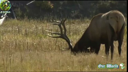 Red Deer in the Wild - Nature's Spectacular Grazers