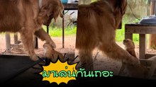 เมื่อโกลเด้นอยากเล่นกับแมวส้ม