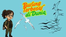 Daftar Burung Terbesar, Tertinggi, dan Pemilik Sayap Terlebar di Dunia