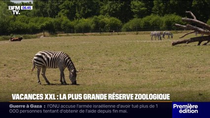 Vacances XXL: BFMTV vous emmène dans la plus grande réserve zoologique de France
