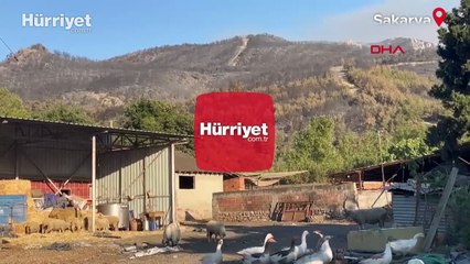 Sakarya'daki orman yangını kısmen kontrol altına alındı
