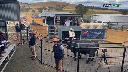 Heart Angus achieves total clearance