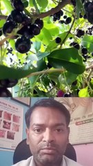 क्या शुगर में जामुन खा सकते हैं ।