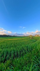 Berlari Di Alam. Kayon Run Ubud Bali 20 Juli 2025#KayonRun #RunInNature #UbudBali #TheKayonJungleResort #NgurahSuryaKusuma