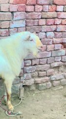 Pets Life #petslife #Viral #Funny #beauty