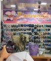 Bull in a flip-flop shop