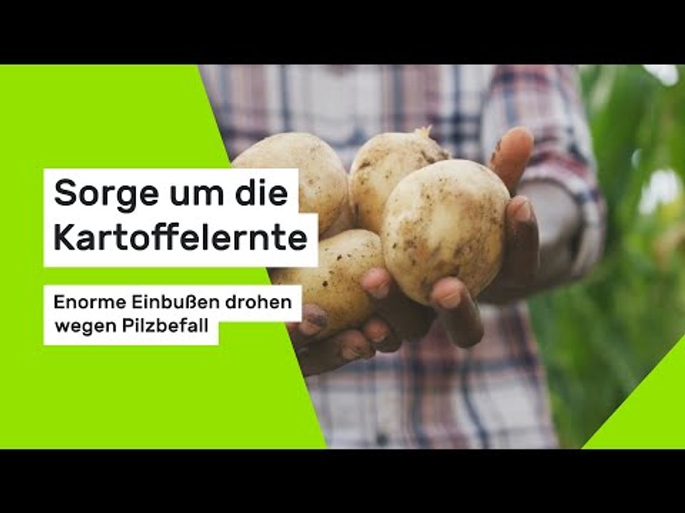 Sorge um die Kartoffelernte: Enorme Einbußen drohen wegen Pilzbefall