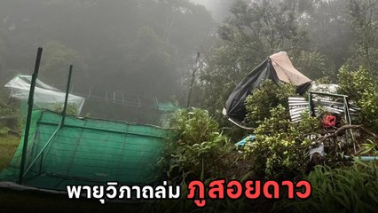 อช.ภูสอยดาว ประกาศปิดลานสนชั่วคราว หลังพายุ วิภา พัดถล่ม