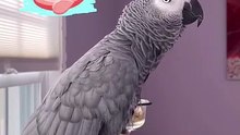 this parrot is feeling hot let’s go vodka! 😂