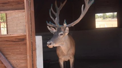 Sürekli yola çıkan geyik hayvanat bahçesinin yeni üyesi oldu