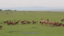 3 Lions VS 30 Hyenas – Brutal Fight Over a Buffalo Kill