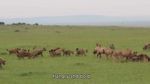 3 Lions VS 30 Hyenas – Brutal Fight Over a Buffalo Kill