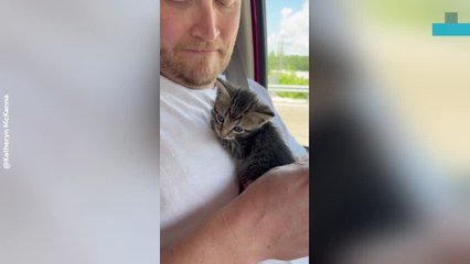 Couple Saves Scared Kitten From Traffic