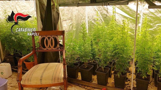 Marano di Napoli, serra per coltivare marijuana scoperta in una villa: arrestato 63enne (22.07.25)