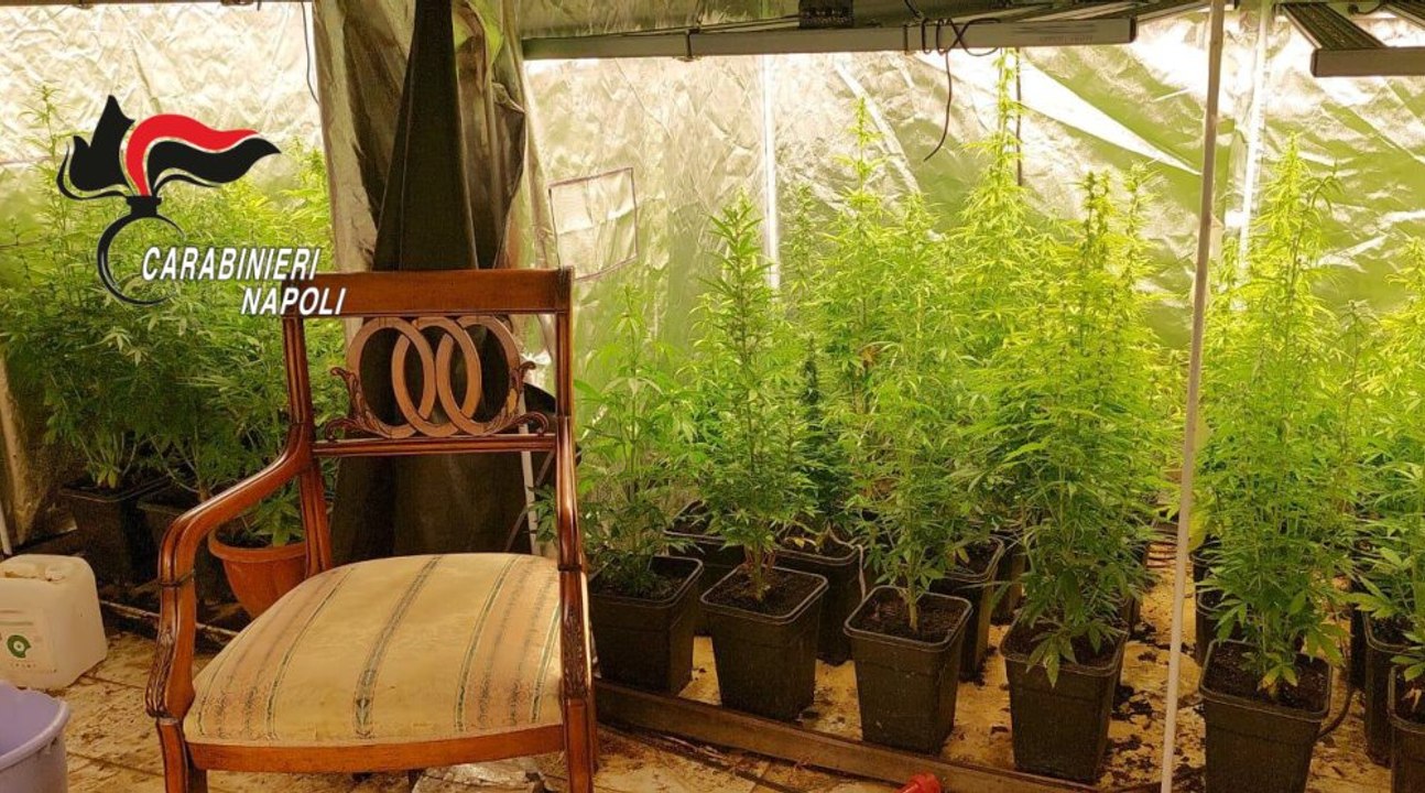 Marano di Napoli, serra per coltivare marijuana scoperta in una villa: arrestato 63enne (22.07.25)