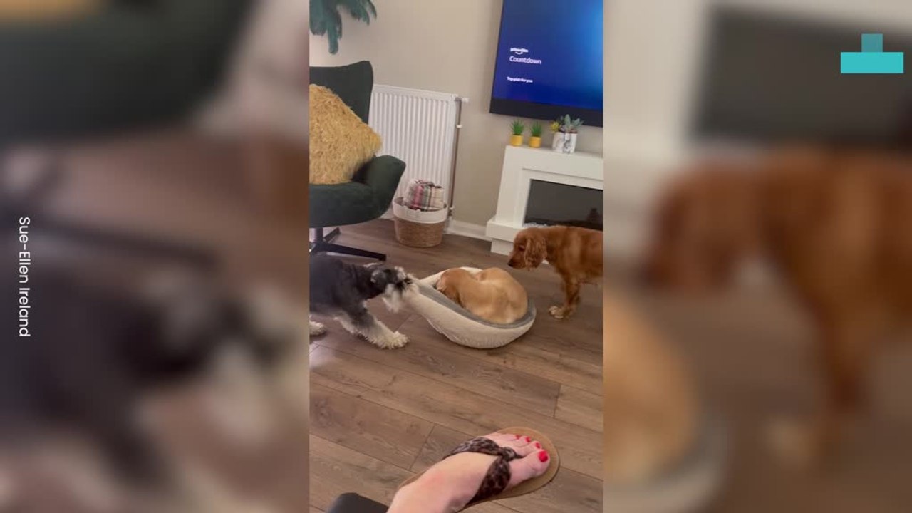 Funny Moment Playful Pup Pulls Another Dog Out to Play