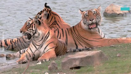 Rare Tiger Trio  Illusion Captured