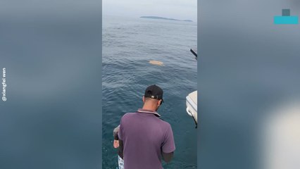 Divers Rescue Sea Turtle Trapped in Fishing Net in Phuket