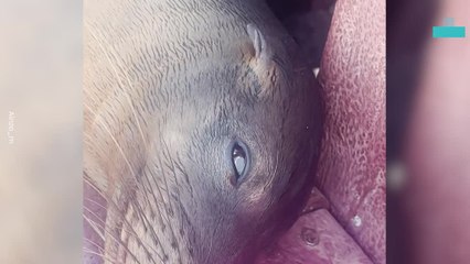 Holidaymaker Stunned as Sea Lion Pup Naps at Her Feet