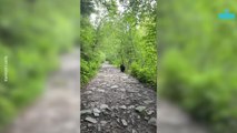 Cyclists Face Frightening Encounter With Bear on Trail