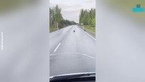 RARE WOLVERINE SIGHTING ON FINNISH ROAD