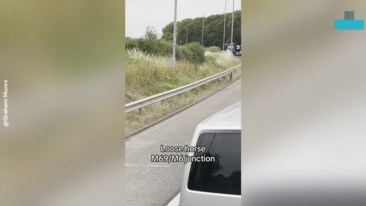 Horse Breaks Loose on M6