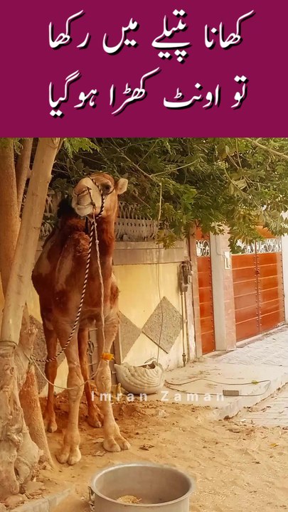 CAMEL Patelay ko dekh kar Khara Hogaya😳