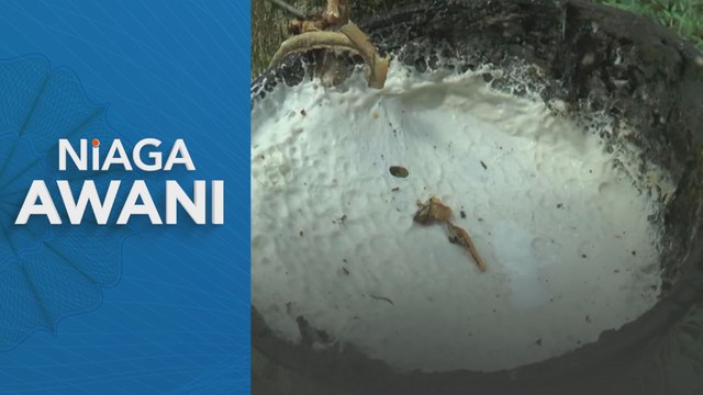 239,053 pekebun kecil getah terima manfaat IPG