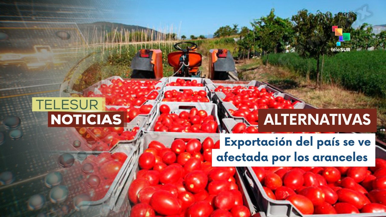 México busca alternativas para evitar crisis ante aranceles a tomates frescos que exporta el país