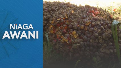 Minyak sawit mentah dijangka kukuh antara RM4,100 hingga RM4,300