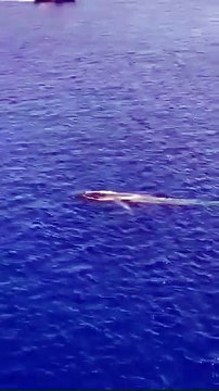 Capodoglio avvistato nello Stretto di Messina fra lo stupore dei passeggeri dei traghetti