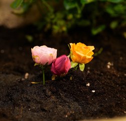 La FRÈRE, c'est l'amour du jardin : Conseils d'experts pour chaque saison !