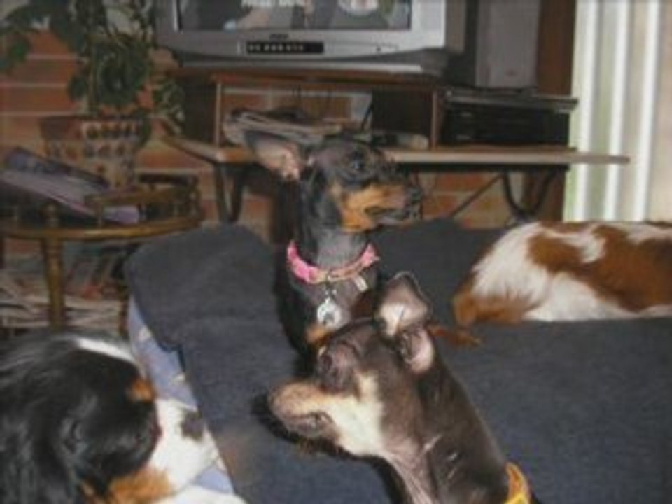 BABYDOLL et BEYKO Printemps 2008