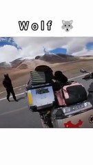 Bikers & Wolf 🐺 #animals #wolf  #biker