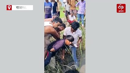 'टाइगर' ने मगरमच्छ का किया रेस्क्यू, कंधों पर उठा चम्बल में छोड़ा