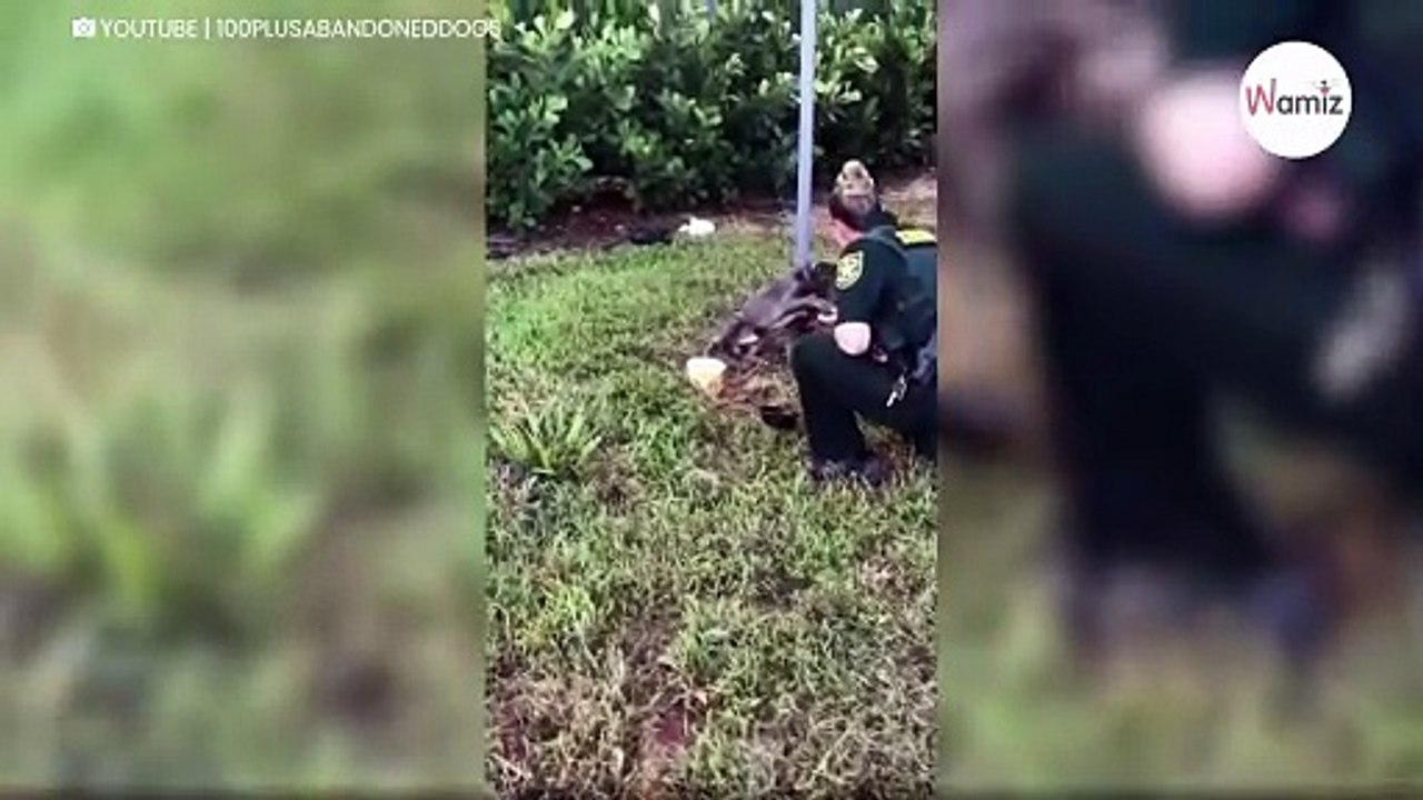 Hund an Pfahl angebunden: Seine Reaktion trifft die Polizistin mitten ins Herz (Video)