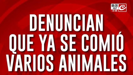 Pánico por puma suelto en zona oeste: aseguran que ya se comió varios animales