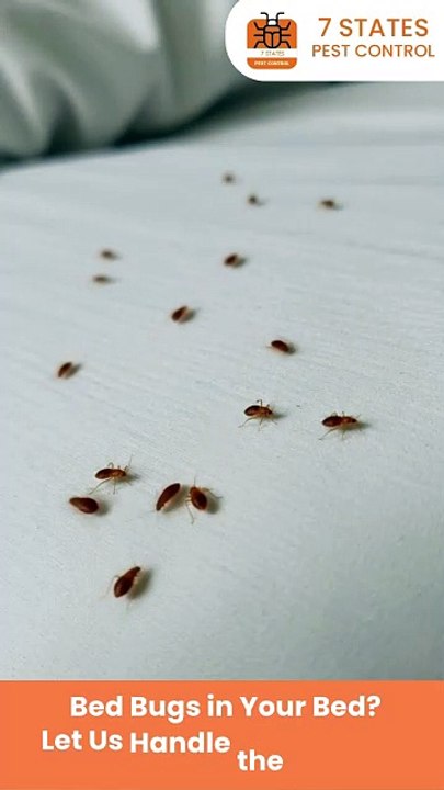 Get Rid of Bed Bugs Fast with Expert Pest Control in Melbourne