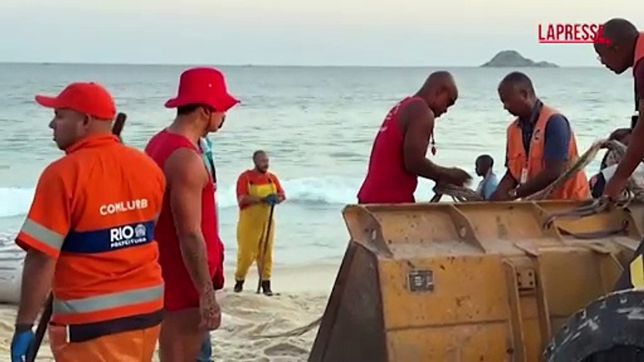 Balena trovata morta sulla spiaggia di Rio de Janeiro