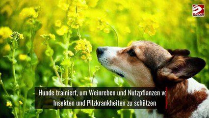 Hunde trainiert, um Weinreben und Nutzpflanzen vor Insekten und Pilzkrankheiten zu schützen