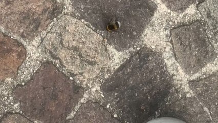 Bumblebee refuses the rescue effort and dances like it owns the sidewalk