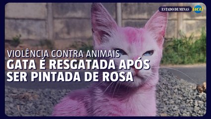 Gata é resgatada após ser pintada de rosa pela tutora em Araxá