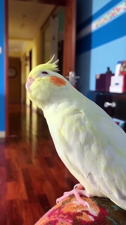 Os animais mais fofos do mundo N•108