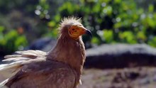 Os animais mais fofos do mundo  n•80