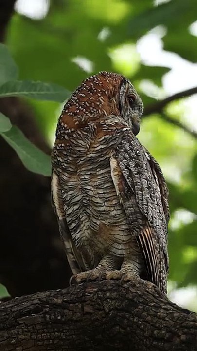 Owl Nature25fps